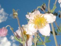 Clematis villosa subsp. stanleyi floral stages